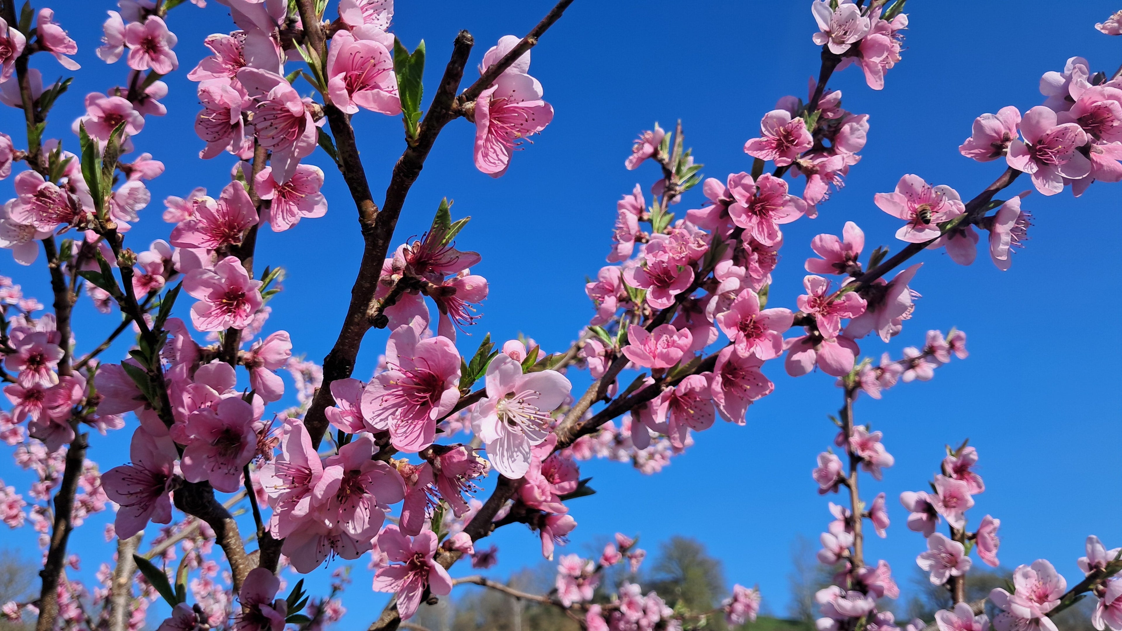 C'est le printemps !