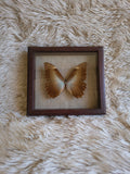 Cadre vintage papillon Morpho Theseus
