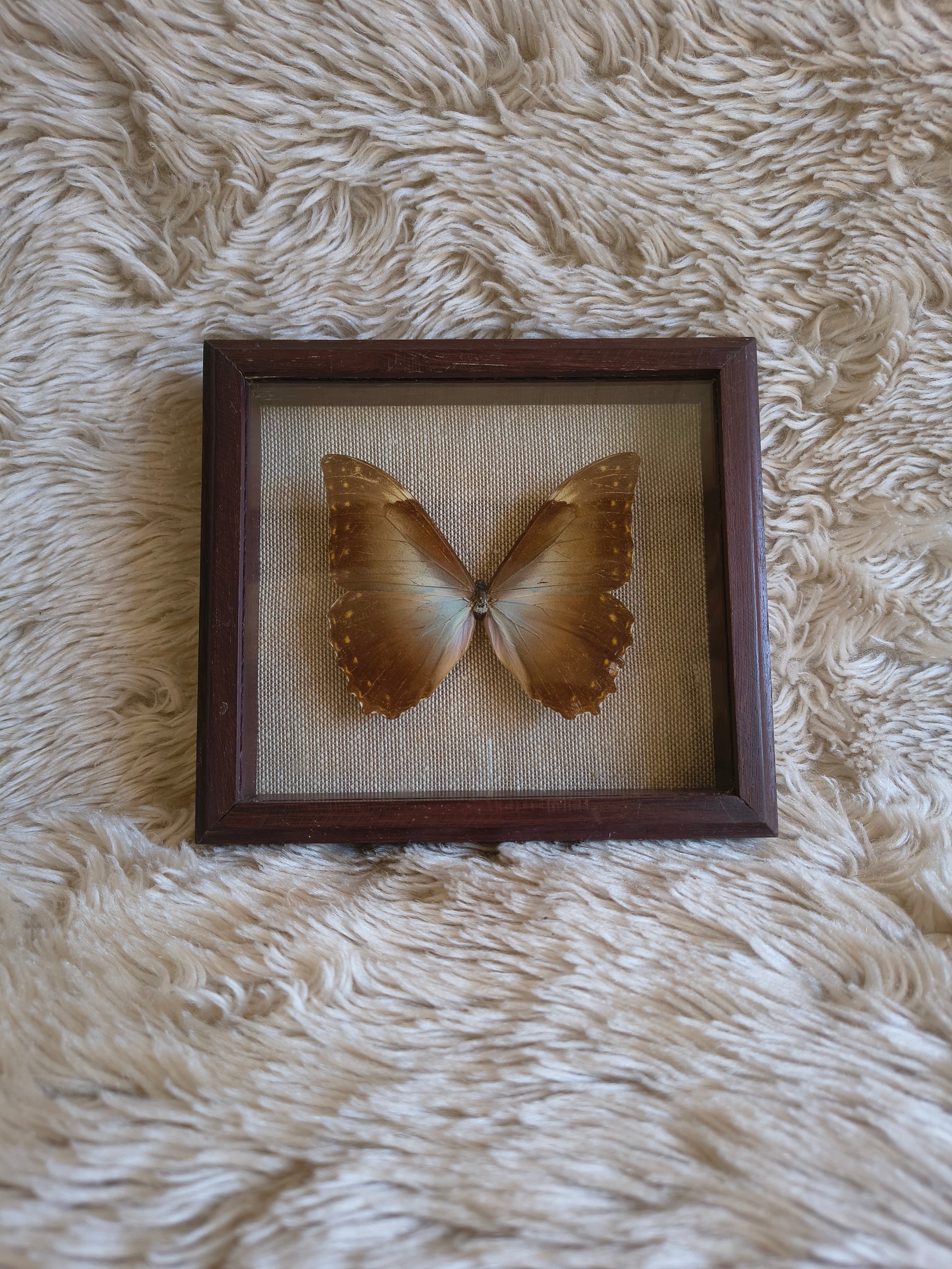 Cadre vintage entomologie papillon Morpho theseus