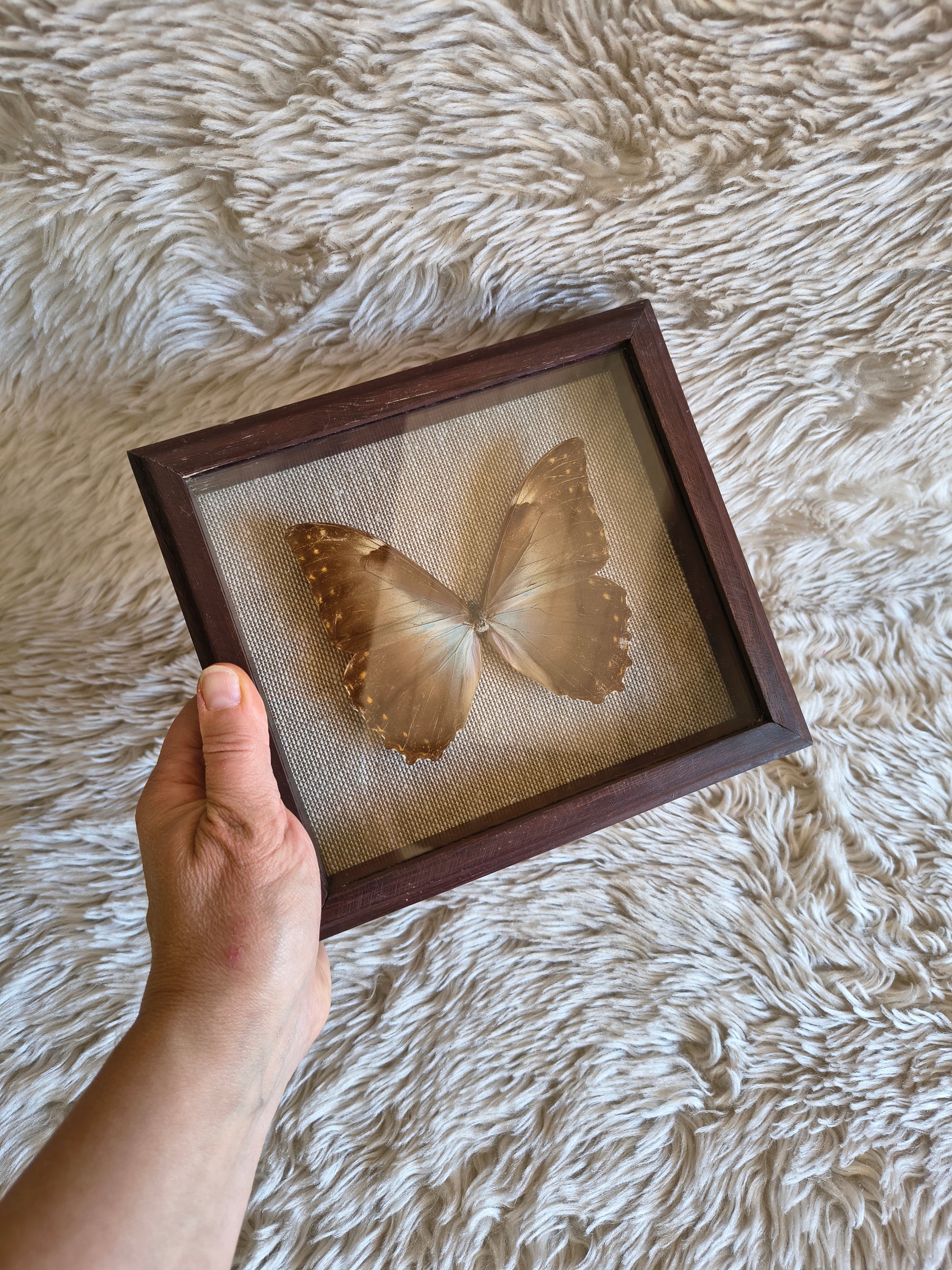 Cadre vintage entomologie papillon Morpho theseus