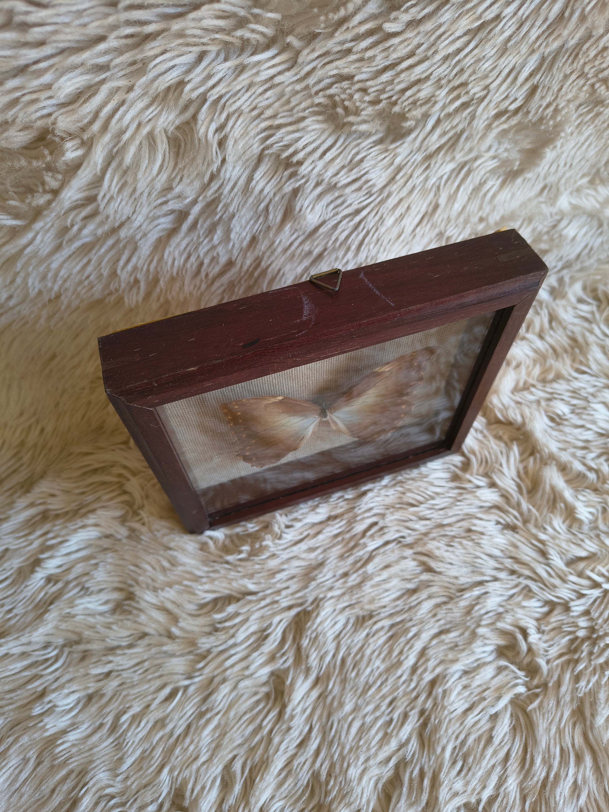 Cadre vintage entomologie papillon Morpho theseus