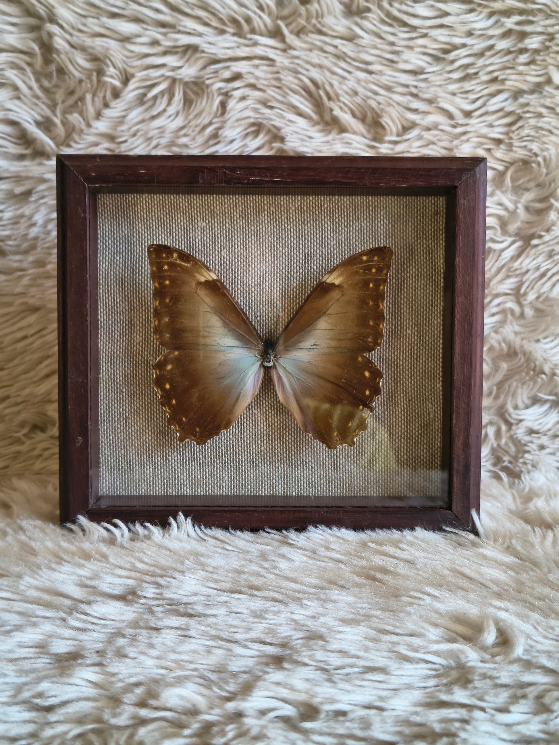 Cadre vintage entomologie papillon Morpho theseus