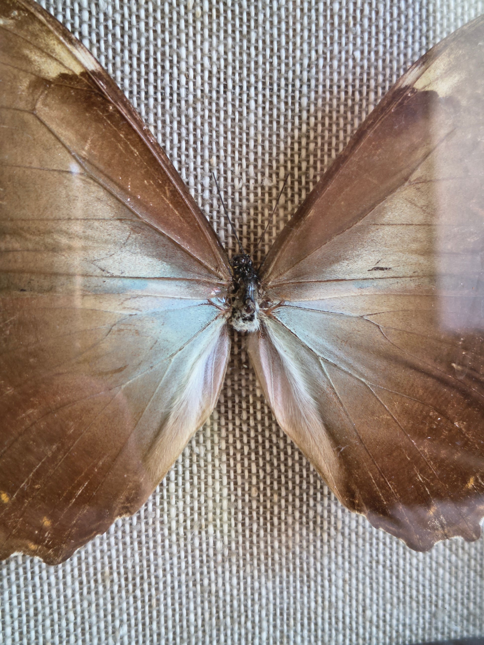Cadre vintage entomologie papillon Morpho theseus
