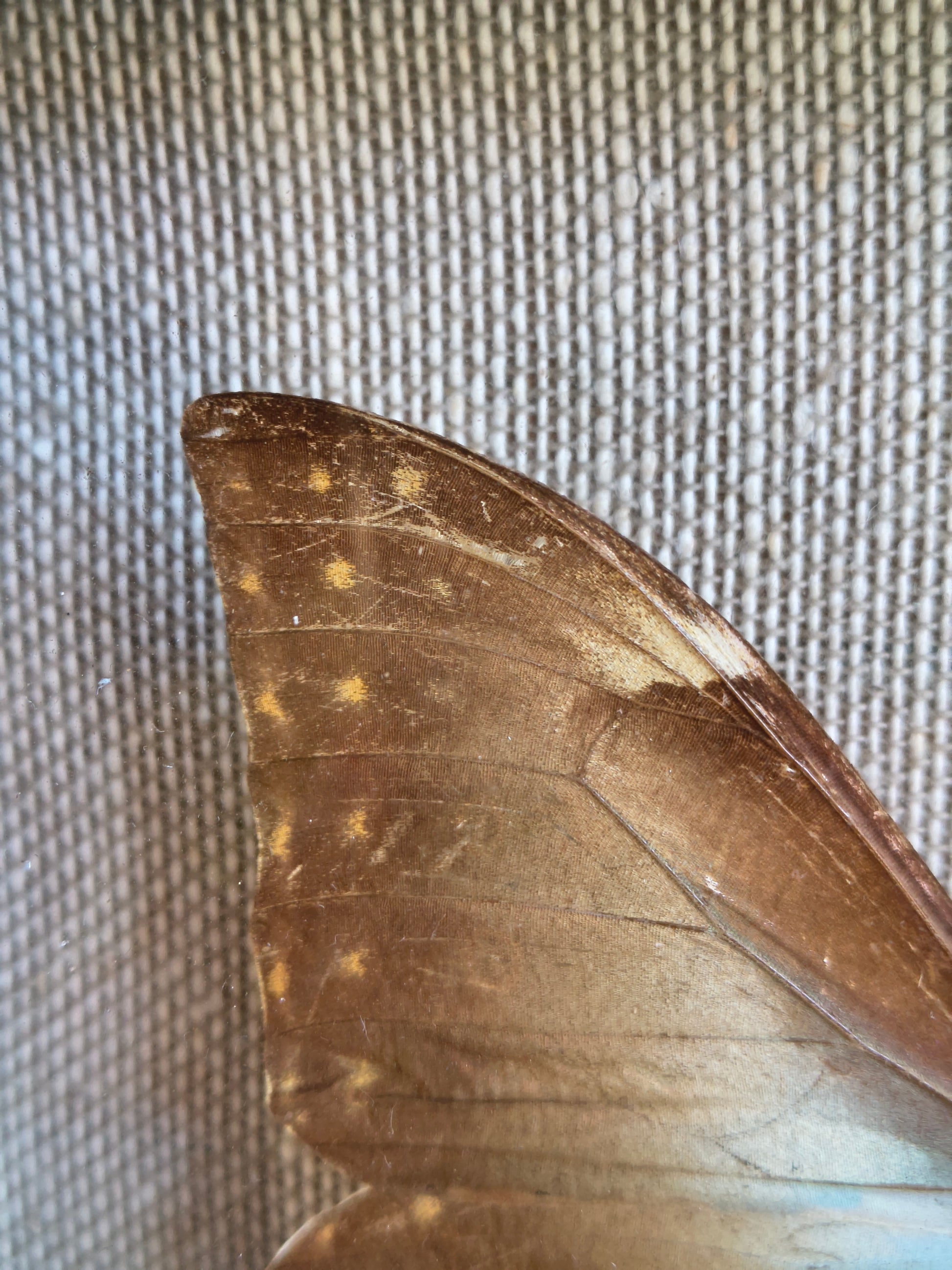Cadre vintage entomologie papillon Morpho theseus