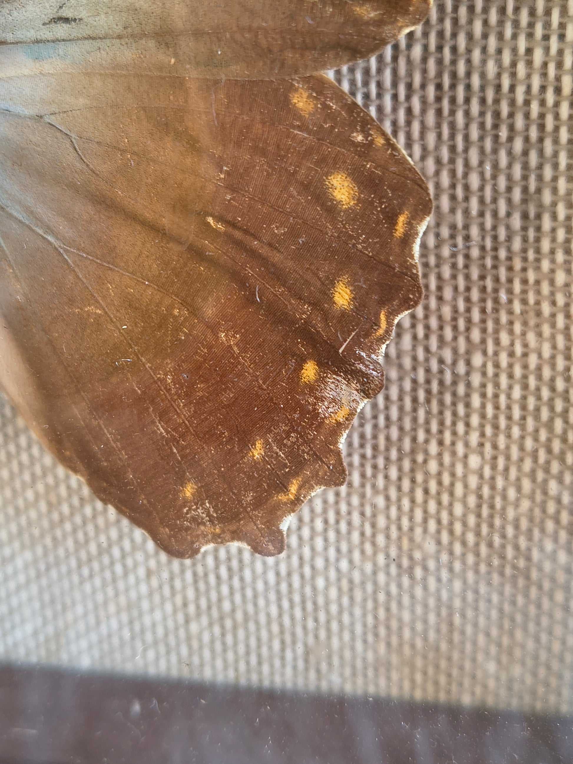 Cadre vintage entomologie papillon Morpho theseus