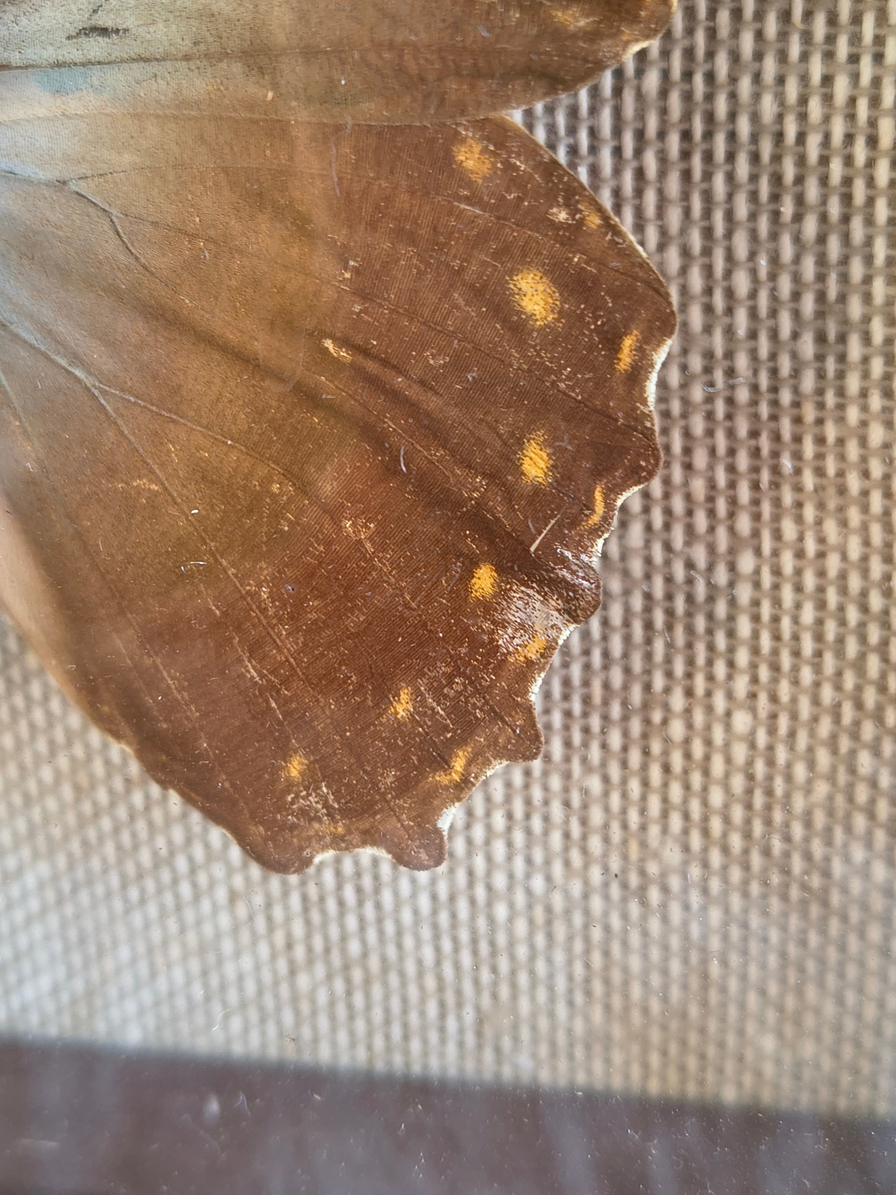 Cadre vintage entomologie papillon Morpho theseus