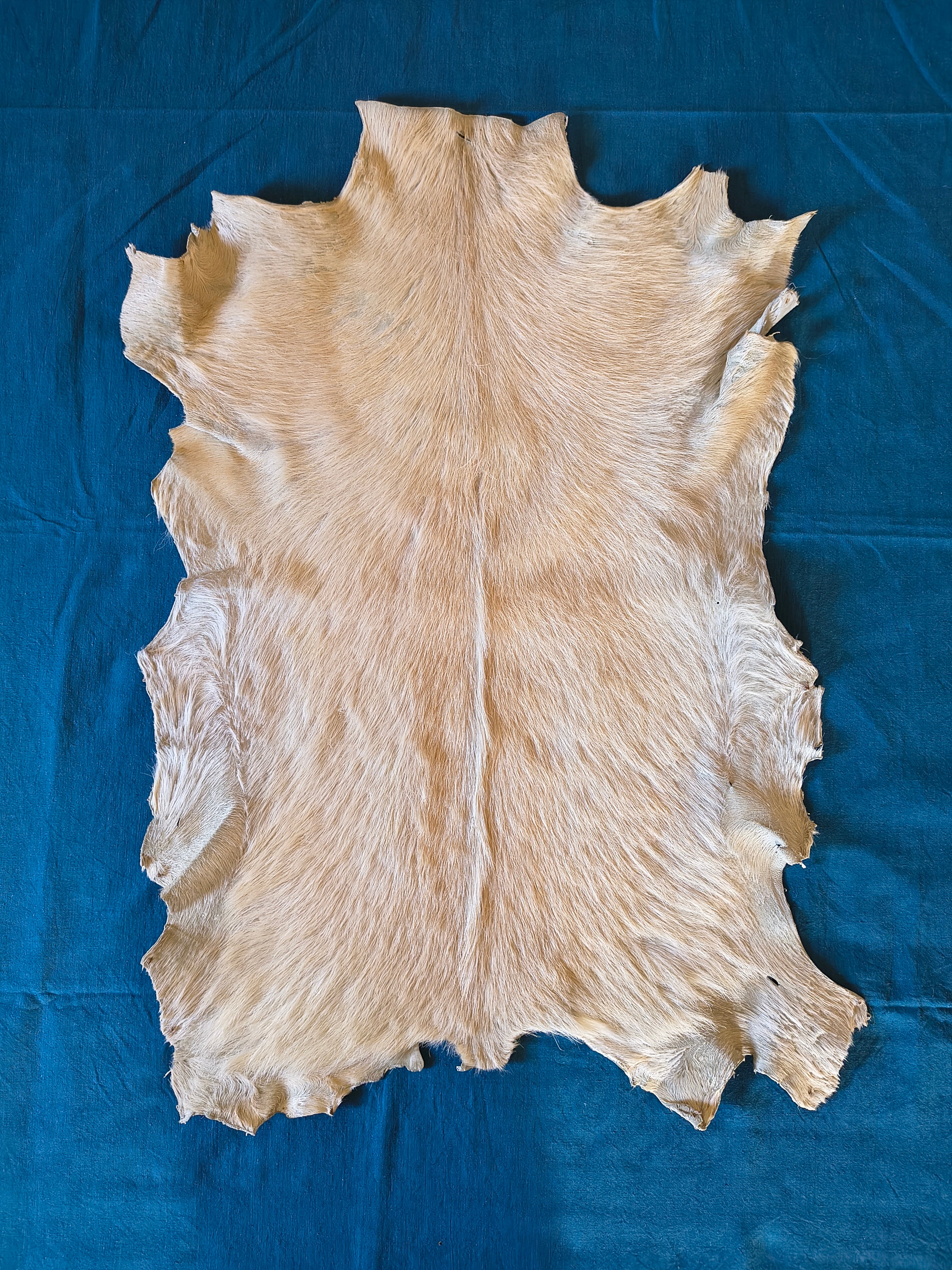 Peau de chevreau entière pour aménagement et décoration